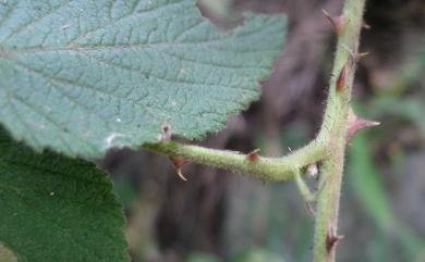 Rubus × parvifraxinifolius Hayata 小梣葉懸鉤子
