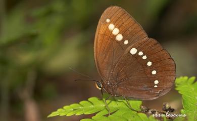 Faunis eumeus Drury, 1770 串珠環蝶