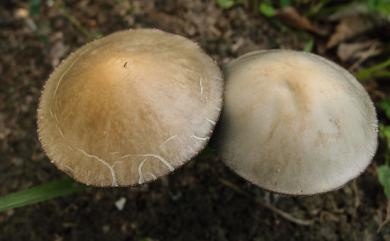 Panaeolus papilionaceus 蝶形花褶傘