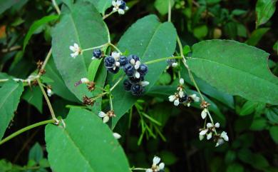 Persicaria chinensis (L.) H. Gross 火炭母草