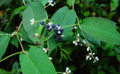 Persicaria chinensis 火炭母草