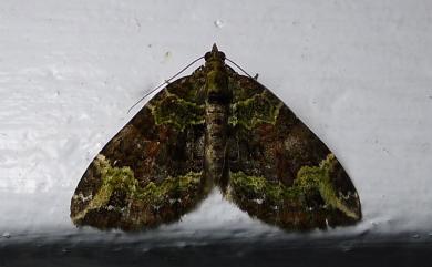 Xanthorhoe curcumata (Moore, 1888)