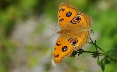 Junonia almana (Linnaeus, 1758) 眼蛺蝶