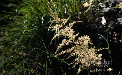 Astilbe longicarpa (Hayata) Hayata 落新婦