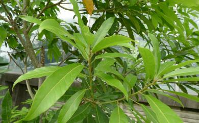 Reevesia formosana 臺灣梭羅樹