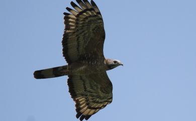 Pernis ptilorhynchus orientalis (Temminck, 1821) 東方蜂鷹