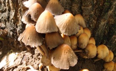 Coprinellus micaceus (Bulliard) Vilgalys, Hopple & Jacq. Johnson, 2001 晶鬼傘