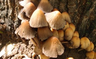 Coprinellus micaceus