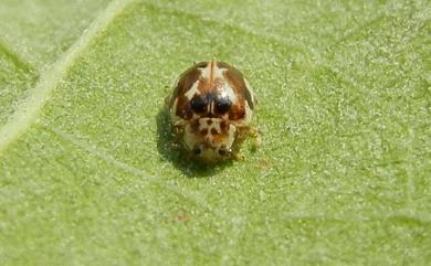 Psyllobora vigintimaculata (Say, 1824) 二十星菌瓢蟲