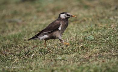 Spodiopsar cineraceus (Temminck, 1835) 灰椋鳥