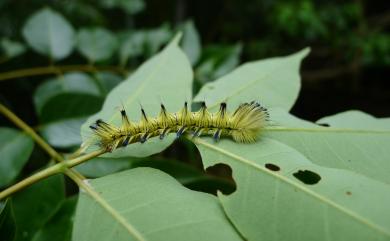 Palirisa cervina formosana Matsumura, 1931 黑胸帶蛾