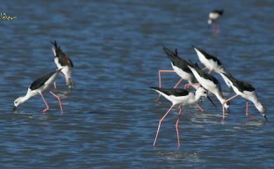 Himantopus himantopus (Linnaeus, 1758) 高蹺鴴