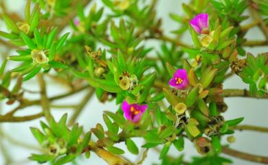 Portulaca pilosa subsp. pilosa L. 毛馬齒莧