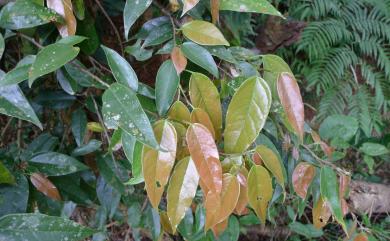 Ficus sarmentosa var. nipponica 珍珠蓮