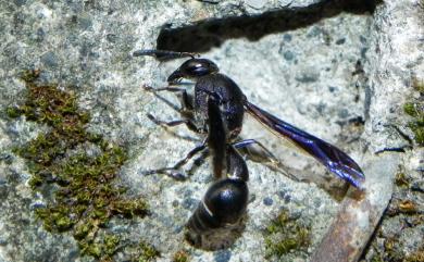 Coeleumenes burmanicus thoracicus