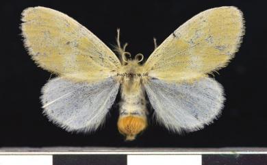 Euproctis baibarana Matsumura, 1927