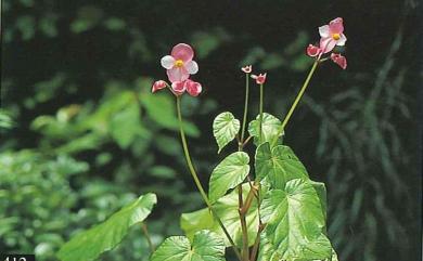 Begonia nantoensis M.J.Lai & N.J.Chung 南投秋海棠