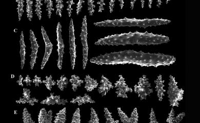 Litophyton amentaceum (Studer, 1894) 小帶錦花軟珊瑚