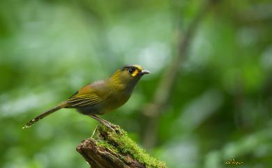 Liocichla steerii Swinhoe, 1877 黃胸藪眉