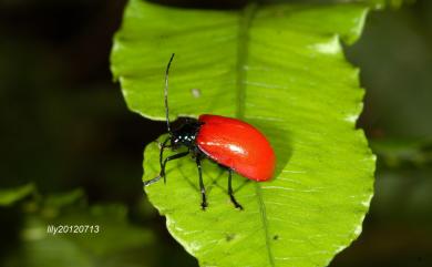 Meristoides grandipennis (Fairmarie, 1889) 紅巨翅螢金花蟲