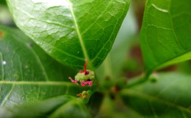 Malaisia scandens (Lour.) Planch. 盤龍木