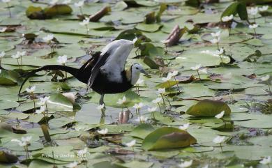 Hydrophasianus chirurgus (Scopoli, 1786) 水雉