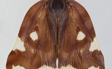 Ricania marginalis (Walker, 1851) 緣紋廣翅蠟蟬