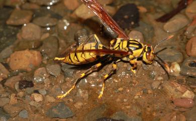 Polistes rothneyi Cameron, 1900 黑紋長腳蜂