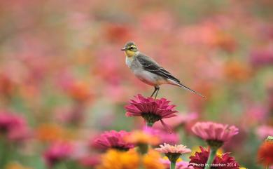 Motacilla tschutschensis taivana 東方黃鶺鴒