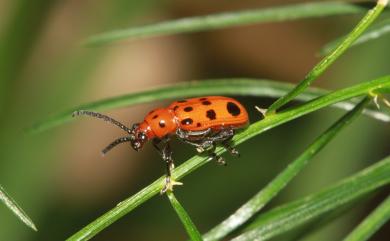 Crioceris quatuordecimpunctata (Scopoli, 1763) 十四斑窄頸金花蟲