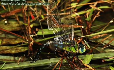 Anax nigrofasciatus nigrofasciatus 烏帶晏蜓