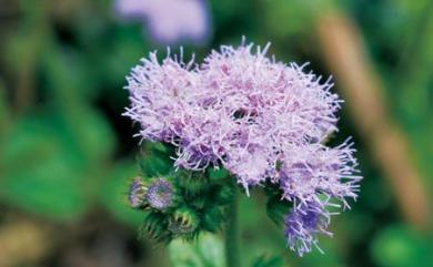 Ageratum houstonianum 紫花藿香薊