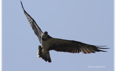 Pandion haliaetus (Linnaeus, 1758) 魚鷹