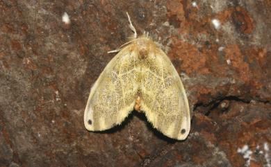 Artaxa kanshireia (Wileman, 1910) 頂斑黃毒蛾