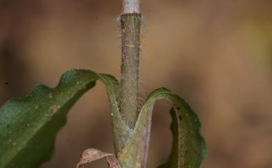 Zeuxine tenuifolia Tuyama 毛鞘線柱蘭