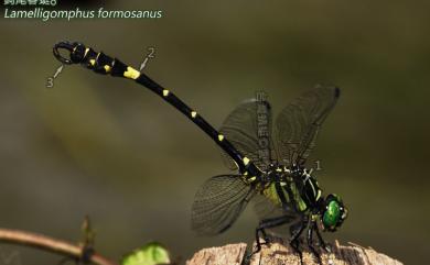 Lamelligomphus formosanus (Matsumursa, 1926) 鈎尾春蜓