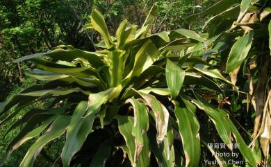 Dracaena fragrans (L.) Ker Gawl. 香龍血樹