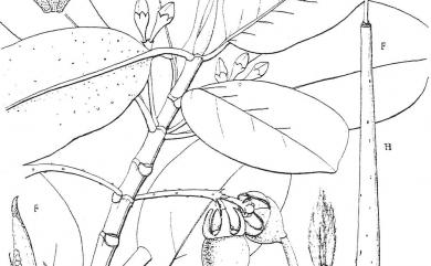 Rhizophora stylosa 紅海欖