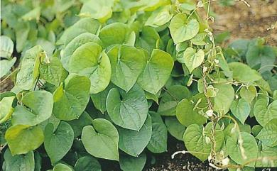 Dioscorea esculenta var. spinosa (J. Roxb. ex Prain & Burkill) R. Knuth 刺薯蕷