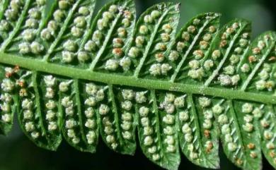 Christella acuminata (Houtt.) H.Lév. 小毛蕨