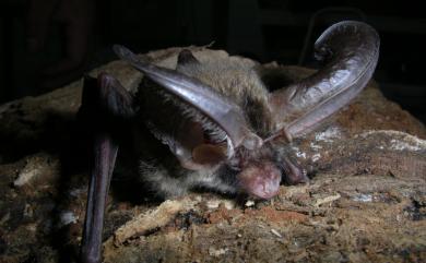 Plecotus taivanus Yoshiyuki, 1991 臺灣長耳蝠
