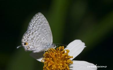 Catopyrops ancyra almora (Druce, 1873) 曲波灰蝶