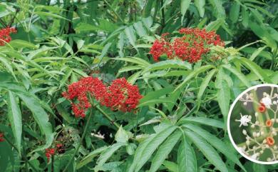 Sambucus chinensis 冇骨消