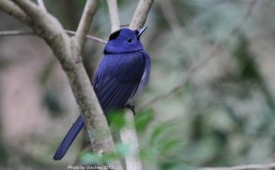 Hypothymis azurea oberholseri Stresemann, 1913 黑枕藍鶲