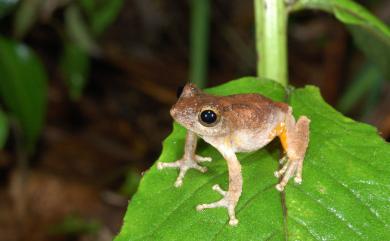 Kurixalus idiootocus (Kuramoto & Wang, 1987) 面天樹蛙