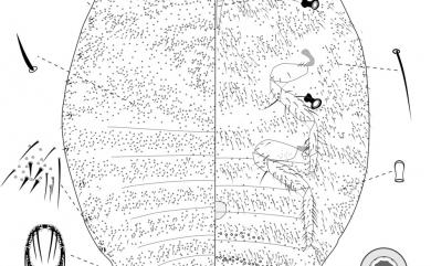 Formicococcus cinnamomi Takahashi, 1928 樟蟻粉介殼蟲