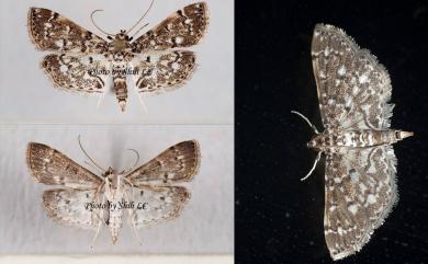 Metoeca nymphulalis (Strand, 1918)