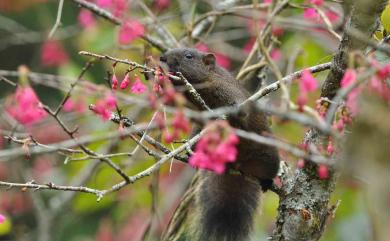 Callosciurus erythraeus thaiwanensis (Pallas, 1779) 赤腹松鼠