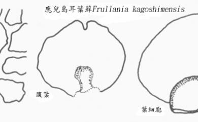 Frullania kagoshimensis Steph. 鹿兒島耳葉蘚