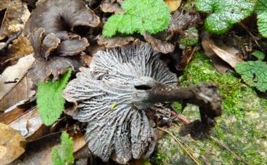 Cantharellus cinereus Pers. 灰色雞油菌